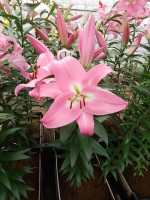 [5160 Tabledance Mak2L No02.JPG]